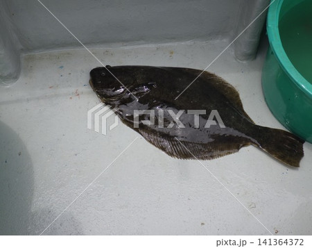 天然ヒラメが釣れたよ 141364372