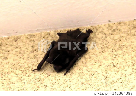 アブラコウモリ　イエコウモリ　大きさ: 体長4〜6センチ、体重5〜10グラム　程 141364385