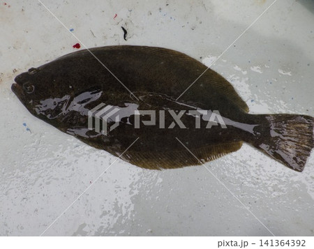 釣り上げた天然のヒラメ 釣り上げた天然のヒラメ 141364392