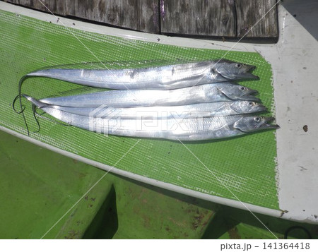 釣り上げたタチウオ 釣り上げたタチウオ 141364418