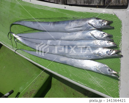 釣り上げたタチウオ 釣り上げたタチウオ 141364421