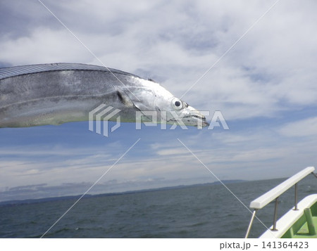釣り上げたタチウオ 釣り上げたタチウオ 141364423