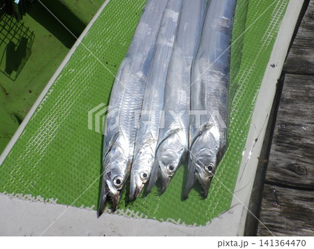 釣りたての太刀魚 釣りたての太刀魚 141364470