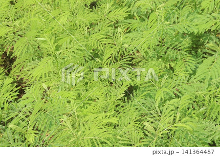 green colored dhaincha, Sesbania bispinosa tree plant 141364487
