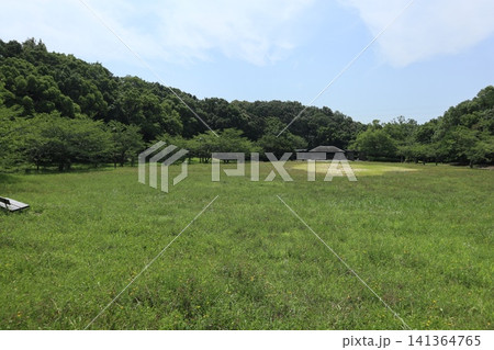 雑草天国の神戸西区西神中央公園 雑草天国の神戸西区西神中央公園 141364765
