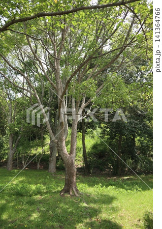 雑草天国の神戸西区西神中央公園 雑草天国の神戸西区西神中央公園 141364766