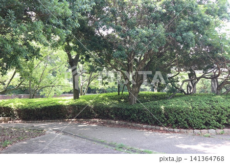 雑草天国の神戸西区西神中央公園 雑草天国の神戸西区西神中央公園 141364768