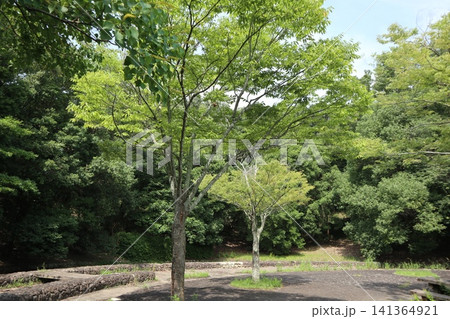 雑草天国の神戸西区西神中央公園 雑草天国の神戸西区西神中央公園 141364921