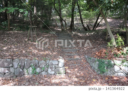 雑草天国の神戸西区西神中央公園 雑草天国の神戸西区西神中央公園 141364922