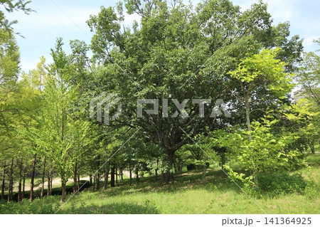 雑草天国の神戸西区西神中央公園 141364925