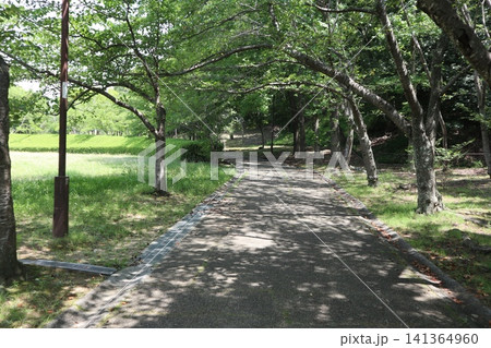 雑草天国の神戸西区西神中央公園 141364960