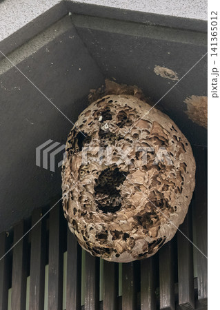 古いスズメバチの巣 古いスズメバチの巣 141365012