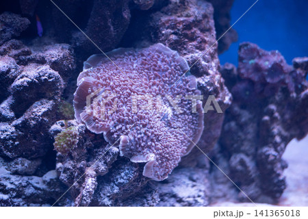 Close-up of a soft mushroom coral growing on live rock in a tropical saltwater reef aquarium. Detailed underwater marine life, coral texture, healthy reef ecosystem and aquatic biodiversity with Close-up of a soft mushroom coral growing on live rock in a tropical saltwater reef aquarium. Detailed underwater marine life, coral texture, healthy reef ecosystem and aquatic biodiversity with 141365018