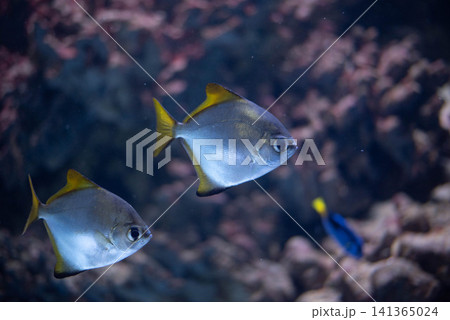 Silver monodactyl - Monodactylus Argenteus, a silver fish with a yellow coloration on the dorsal, anal and caudal fins. Silver monodactyl - Monodactylus Argenteus, a silver fish with a yellow coloration on the dorsal, anal and caudal fins. 141365024