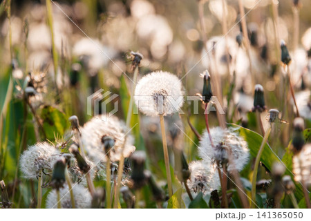 Delicate fluffy afterflowers of dandelions in the meadows on sunny spring days.  141365050