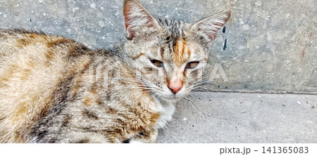 Domestic cat lying on a cement floor Domestic cat lying on a cement floor 141365083