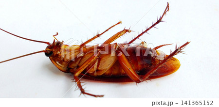 A macro photo of a dead cockroach lying on its back. A macro photo of a dead cockroach lying on its back. 141365152