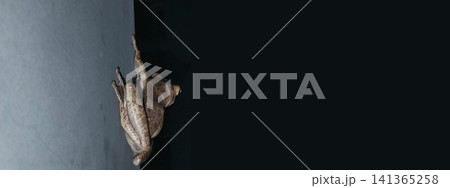 A rear view of a tree frog clinging to a wall at night. 141365258