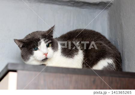 Serene feline display. Peaceful indoor environment featuring cautious gray and white cat Serene feline display. Peaceful indoor environment featuring cautious gray and white cat 141365265