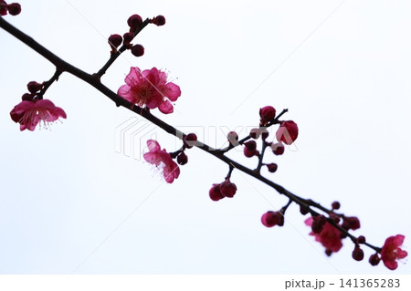 春を告げる梅の花 春を告げる梅の花 141365283