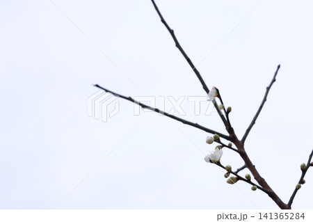 春を告げる梅の花 春を告げる梅の花 141365284