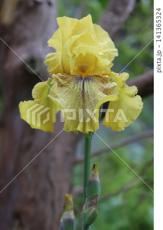 春の庭に咲く黄色いジャーマンアイリスの花 141365324