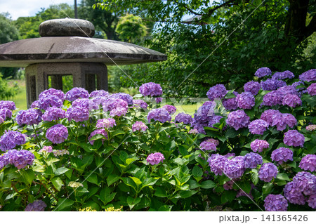 紫陽花と石燈篭 紫陽花と石燈篭 141365426