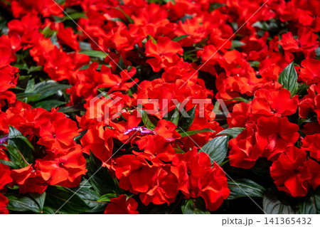 赤色のベゴニアの花 141365432