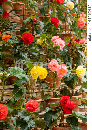カラフルなベゴニアの花 141365433