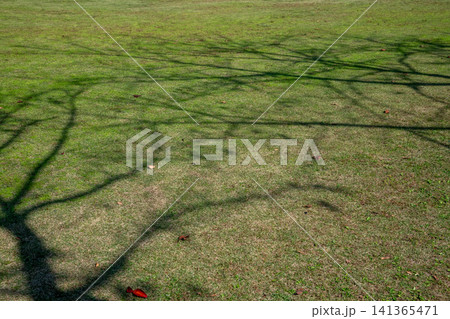 緑色の芝生と木の枝の影 緑色の芝生と木の枝の影 141365471