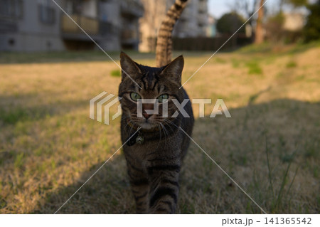 散歩するキジトラ猫 141365542