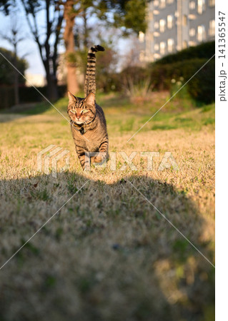 散歩するキジトラ猫 141365547