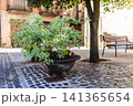 Potted ornamental shrub with variegated leaves decorating quiet cobblestone square in historic village 141365654