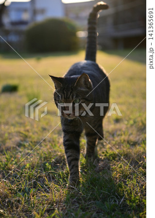 見つめる猫 141365691