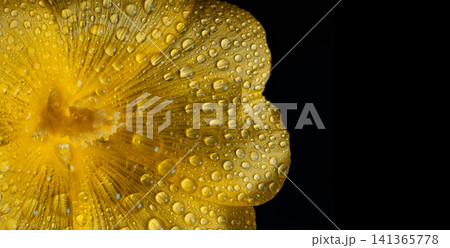 Yellow flower petals covered with fresh dew drops on a black background Yellow flower petals covered with fresh dew drops on a black background 141365778