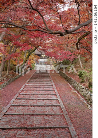 紅葉に彩られた 京都毘沙門堂の秋風景 紅葉に彩られた 京都毘沙門堂の秋風景 141366164