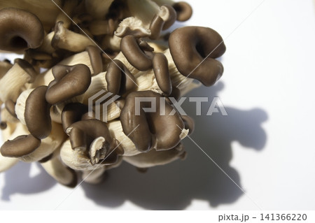 It is an oyster mushroom placed on a white background. It is an oyster mushroom placed on a white background. 141366220