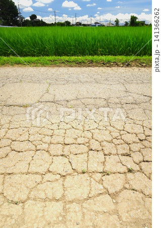 首都圏近郊の古いひび割れた農道と稲穂の出始めた梅雨の晴れ間の田んぼ風景 首都圏近郊の古いひび割れた農道と稲穂の出始めた梅雨の晴れ間の田んぼ風景 141366262