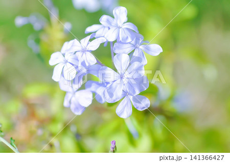 cape leadwort, PLUMBAGINACEAE or Plumbago auriculata Lam or blue flower cape leadwort, PLUMBAGINACEAE or Plumbago auriculata Lam or blue flower 141366427