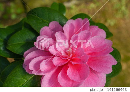 ツバキ シルクロードの花の美しいピンクの八重咲き 花素材 ツバキ シルクロードの花の美しいピンクの八重咲き 花素材 141366468