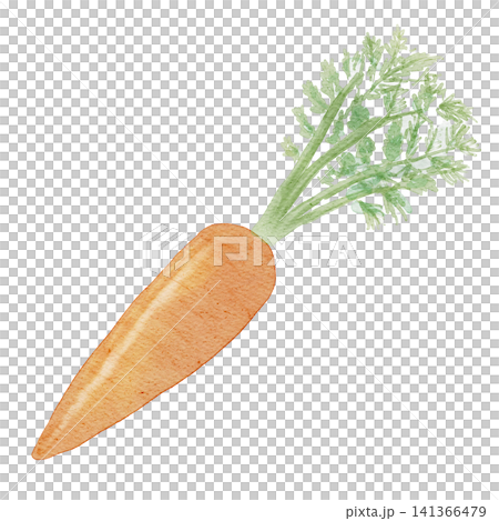 Watercolor illustration of a carrot Watercolor illustration of a carrot 141366479