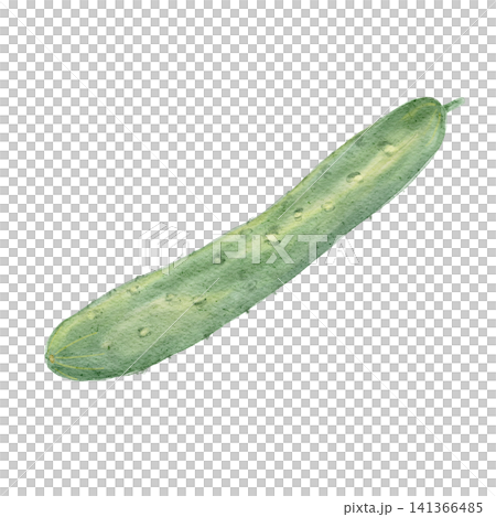 きゅうりの水彩イラスト 141366485