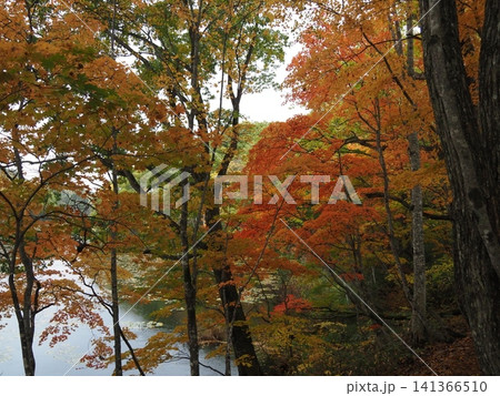 10月下旬の矢ノ原湿原(福島県昭和村) 10月下旬の矢ノ原湿原(福島県昭和村) 141366510