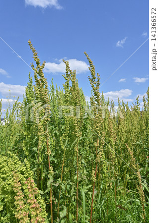 植物:ギシギシ タデ科 植物:ギシギシ タデ科 141366572