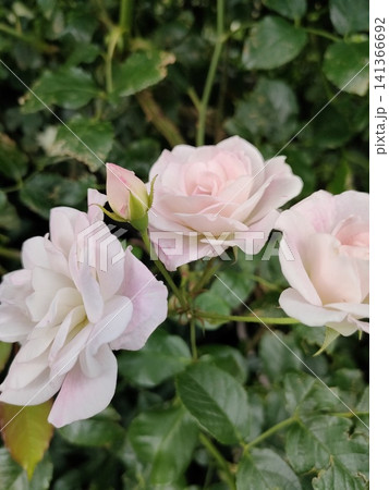 良い香りのする薄ピンク色のバラの花とつぼみ 良い香りのする薄ピンク色のバラの花とつぼみ 141366692