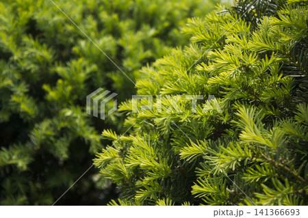 Taxus baccata close up. Green branches of yew tree(Taxus baccata, English yew 141366693