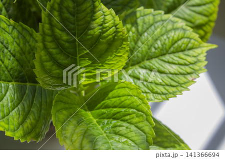 This is a close-up of a hydrangea leaf. This is a close-up of a hydrangea leaf. 141366694
