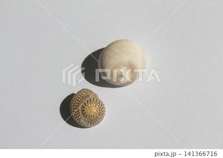 It is a seashell placed on a white background. It is a seashell placed on a white background. 141366716