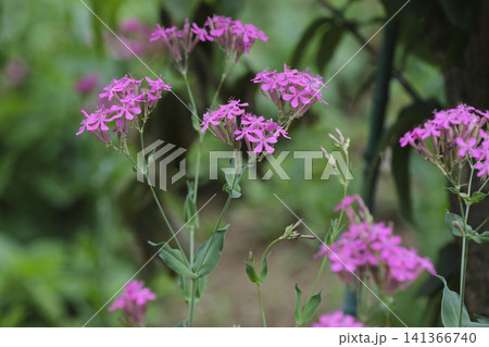 鮮やかなピンク ムシトリナデシコの花 鮮やかなピンク ムシトリナデシコの花 141366740