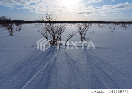 北海道道北サロベツ原野の雪原に広がる冬景色 雪原の絶景観光素材 北海道道北サロベツ原野の雪原に広がる冬景色 雪原の絶景観光素材 141366772